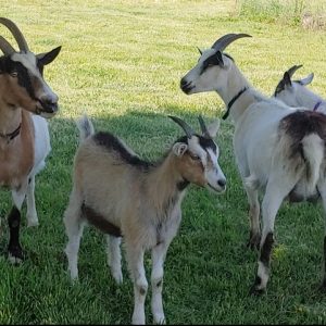 ALPINE GOATS FOR SALE