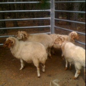 AWASSI SHEEP FOR SALE