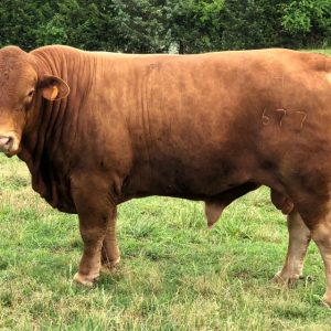 BEEFMASTER COW FOR SALE