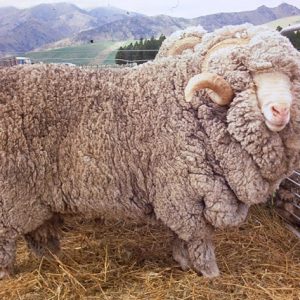 BOOROOLA MERINO SHEEP FOR SALE