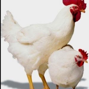 Boiler Chicken For Sale