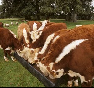 HEREFORD COW FOR SALE