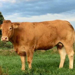 LIMOUSIN COWS FOR SALE