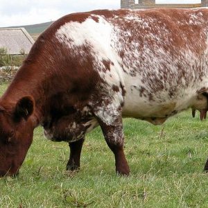 DAIRY SHORTHORN CATTLE FOR SALE