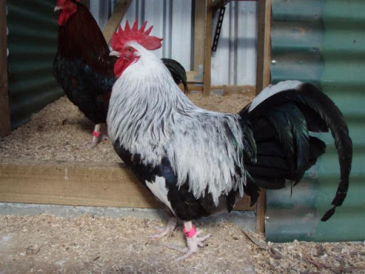 Dorking Chicken for sale13 – Pasture People Farm