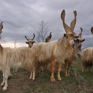 GIRGENTANA GOAT FOR SALE