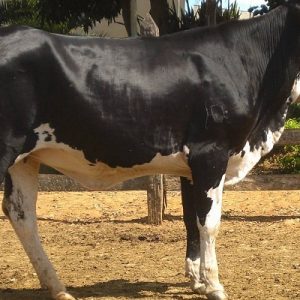 GIROLANDO COW FOR SALE