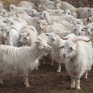 HEXI CASHMERE GOAT FOR SALE