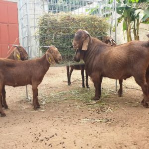 KALAHARI RED GOATS FOR SALE