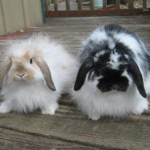 American Fuzzy Lop for sale