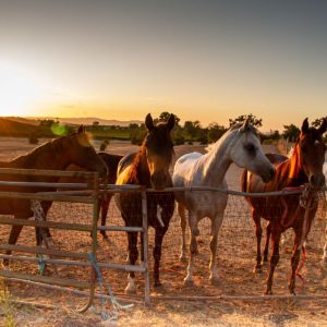 Arabian Horse For Sale