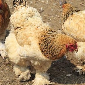 Cochin Chicken for sale