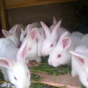 Florida White Rabbit for sale