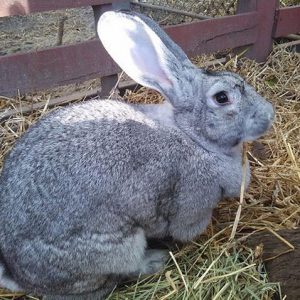 Grand Chinchilla Rabbit