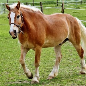 Haflinger Horses for sale