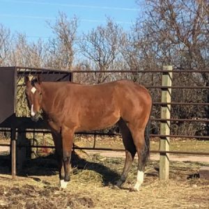 Standardbred Horse for sale