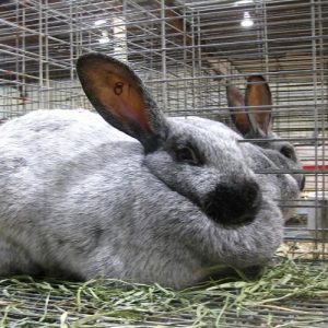 Argenté Rabbit