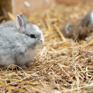 Netherland Dwarf Rabbit