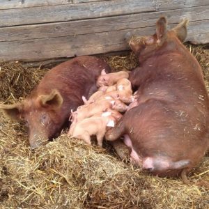 Tamworth Pigs for sale